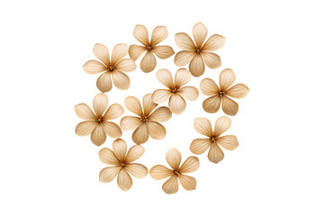 Arrangement of Dried Beige Flowers with Five Petals on a transparent background