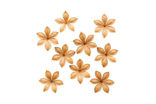 Eight Dried Flower Blossoms Elegantly Displayed on a Minimalist transparent background