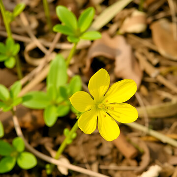 Beautiful yellow flower of Merremia umbellata also known as Hogvine, Sea spleenwort, Aguinaldo Amarillo etc. Spotted in Madiwala lake, Bangalore