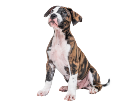 brindle pitbull puppy sitting and looking up.