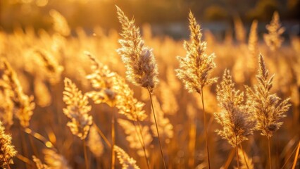 Fototapeta premium Dry grass with a subtle golden hue and delicate texture on an isolated background