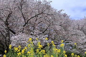 春爛漫満開