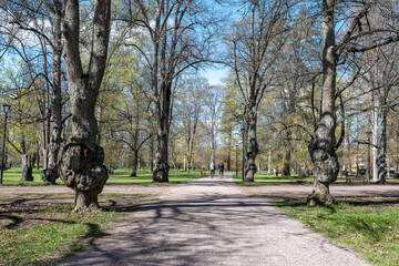 The English Park in Uppsala on a sunny spring day in Sweden at the end of April 2025. This legendary park, which is located behind Carolina Rediviva, dates back to 1825.