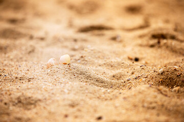 Scattered shells on a sandy beach with gentle waves in the background, reflecting natural beauty, perfect for nature, beach, and coastal themes.