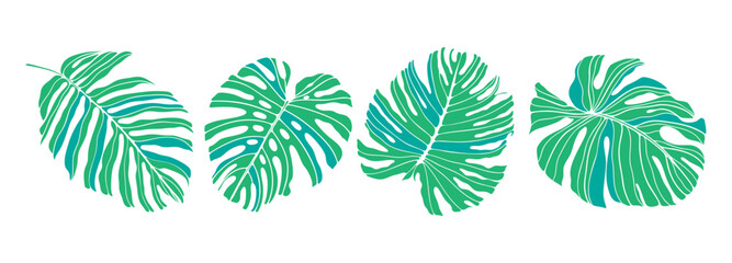 Fototapeta premium Green monstera leaves isolated on white background. Tropical leaves for creating wallpapers, backgrounds, presentations