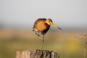 
Black-tailed Godwit in the field