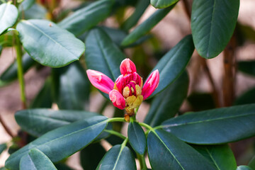 A detailed close up of a pink flower elegantly surrounded by lush green leaves