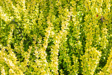 Obraz premium A bush with vibrant yellow flowers and lush green leaves