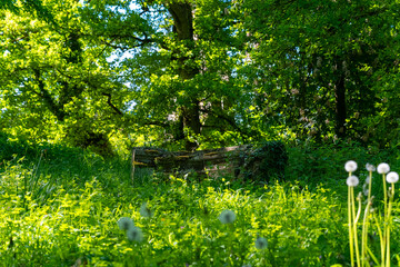 Sunlit overgrown forest clearing reveals a hidden stone bench surrounded by vibrant greenery and...