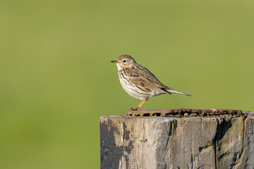 skylark