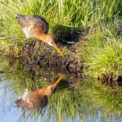 
Black-tailed Godwit in the field