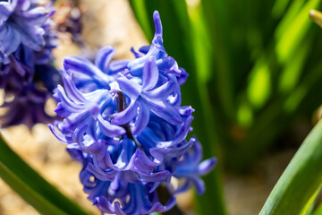 Close up of a beautiful blue flower with vibrant green leaves