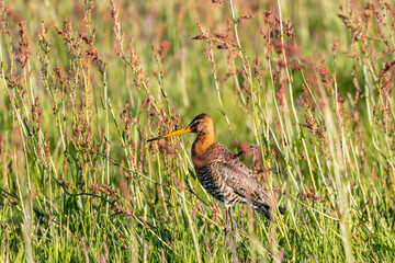 
Black-tailed Godwit in the field