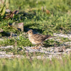 
meadow pipit