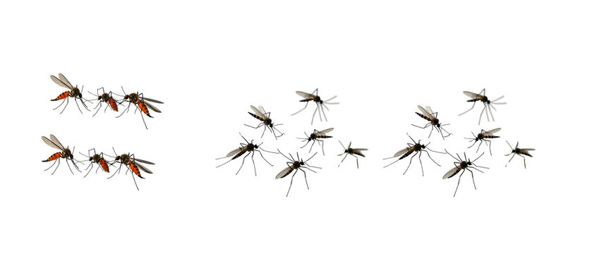 : Set of mosquitos feeding isolated on a transparent background.png style.