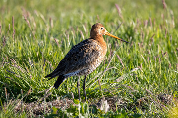 
Black-tailed Godwit in the field