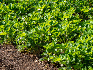 strawberry bush with green leaves and white flowers in bloom in garden bed