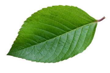 Obraz premium fresh green leaf isolated on white background