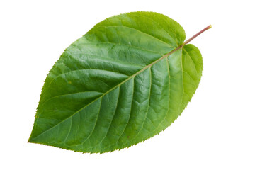 fresh green leaf isolated on white background