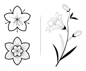 Black and White Floral Illustrations