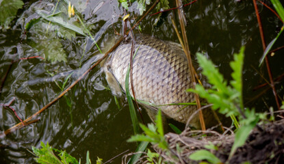 Dead fish in the lake. Selective focus
