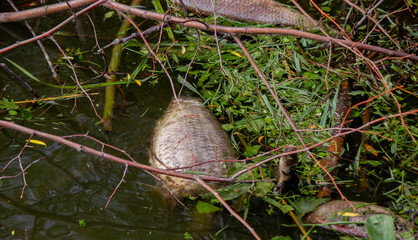 Dead fish in the lake. Selective focus