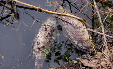 Dead fish in the lake. Selective focus