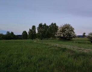 Fototapeta premium the village on a green meadow
