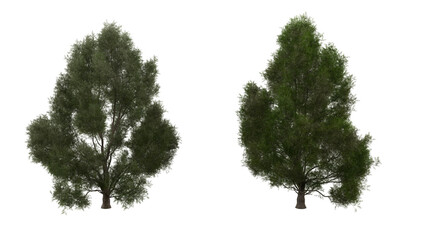 White Willow isolated on white