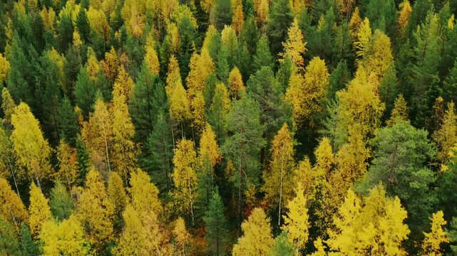 Aerial drone view of green and yellow spring or fall autumn tree forest in Finland