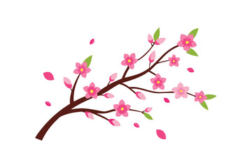 cherry blossom branch
