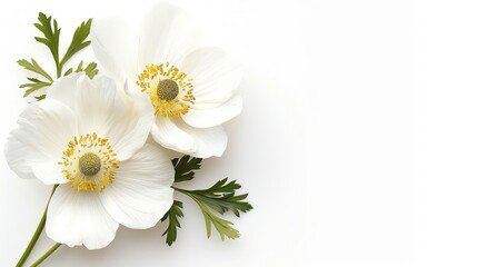 Obraz premium Delicate White Flowers with Green Leaves on Light Background