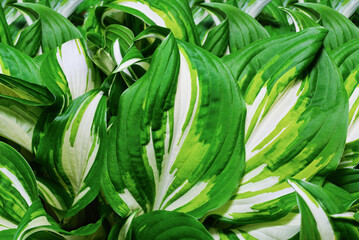 Obraz premium The beauty of natural Hosta leaves in the garden.