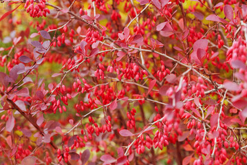Autumn bush of decorative barberry with red berries.