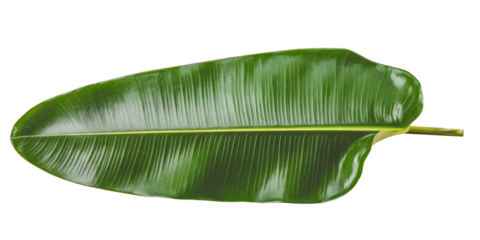 rubber plant leaf isolated on white background