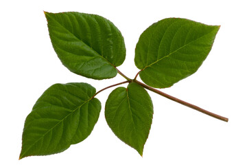 japanese knotweed leaves isolated on background