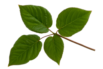 japanese knotweed leaves isolated on background