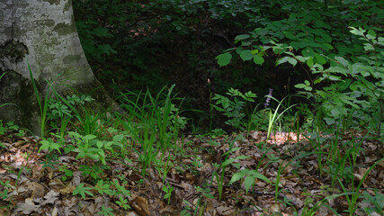 Wildlife in the European beech forest.