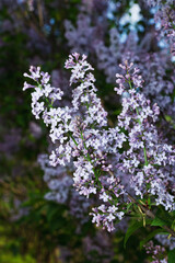 Obraz premium Lilacs are blooming in the garden.