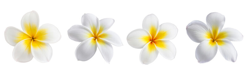 Naklejka premium frangipani flowers isolated on white background