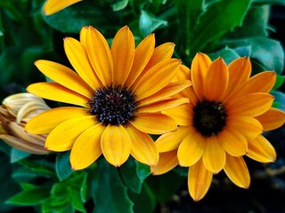 Kapmargeriten/ Kapkörbchen/ Paternostrastrauch/  Osteospermum Blüten gelb close up