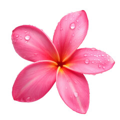 pink frangipani flower with water droplets on white background