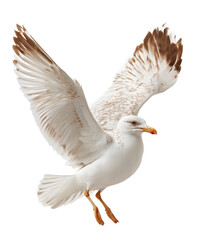 Obraz premium A seagull in mid-flight with its wings spread wide, showcasing its graceful movement and natural beauty. Concept of freedom, nature, and wildlife