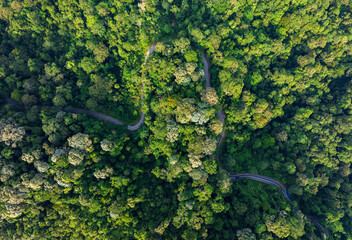 Aerial view of road in the middle of tropical rainforest