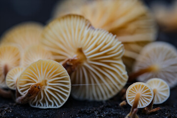 underside of small mushrooms Flammulina velutipes. Edible mushrooms Flammulina velutipes known as Golden Needle