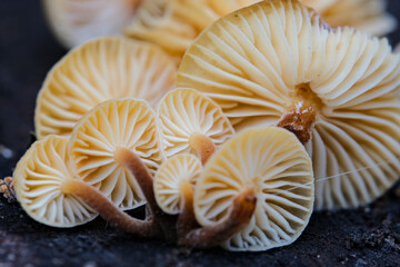 underside of small mushrooms Flammulina velutipes. Edible mushrooms Flammulina velutipes known as Golden Needle