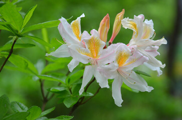Azalea 'Persil' spring blooming shrub against natural green background outdoors. Closeup white azalea flowers with yellow spots ,peach buds , fresh green leaves .Gardening concept.Free copy space.