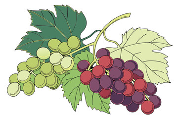 Obraz premium fresh_produce,colorful_grapes,vibrant_colors,bunch_of_grapes,variety_of_grapes,green_leaves,healthy_food,natural_lighting,high_quality_image,detailed_texture