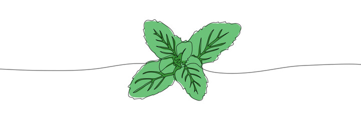 Hand-drawn mint leaf illustration with fine outlines and vibrant green color, isolated on a white background, ideal for botanical designs © polgin