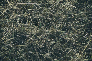 Hay texture. Hay stack texture background closeup